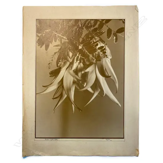 Reg P Bell - Kowhai-ngutu-Kaka,